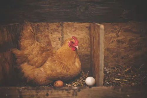 В Псковской области планируют запустить уникальное производство инкубационного яйца