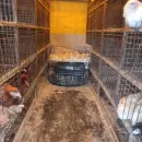 Управление Россельхознадзора запретило перемещение 57 куриц и гусят без документов