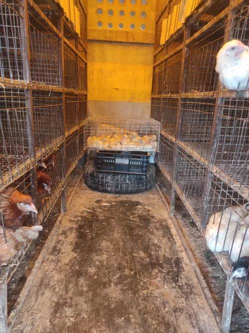 Управление Россельхознадзора запретило перемещение 57 куриц и гусят без документов