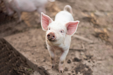 В Псковской области не могут восстановить поголовье свиней