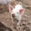 В Псковской области не могут восстановить поголовье свиней